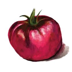 Bifftomat Cherokee Purple