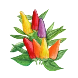 Chili Hot Razzmatazz