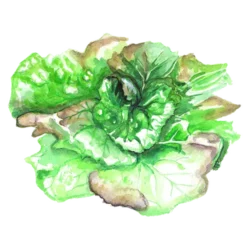 Sallat Cougar Batavian