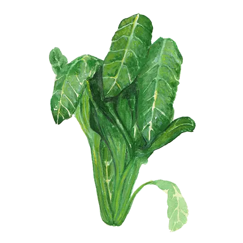 Mangold Perpetual Spinach