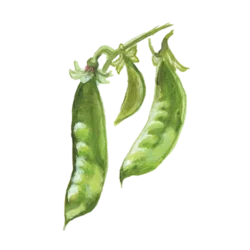 Sockerärt Oregon Giant Sugar