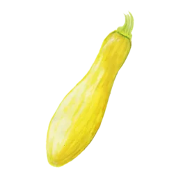 Sommarsquash Yellow Straightneck