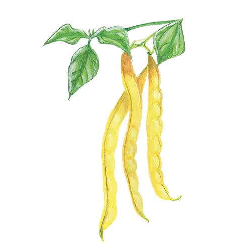 Störvaxböna Neckargold