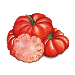 Tomat Cosroluto Fiorentino