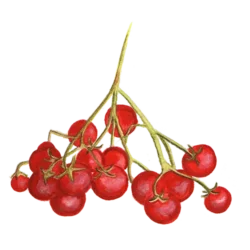 Tomat Hundreds and Thousands