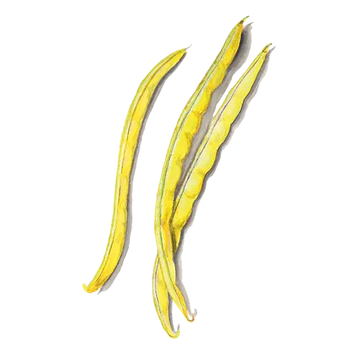 Vaxböna Rocquencourt