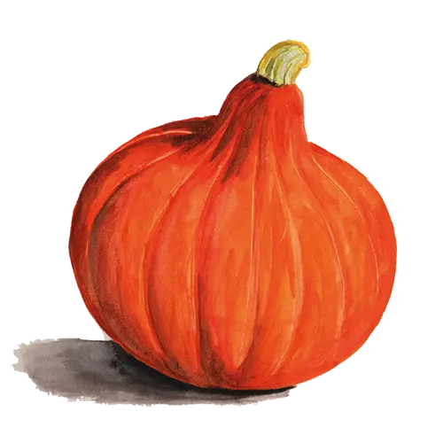 Vintersquash Uchiki Kuri