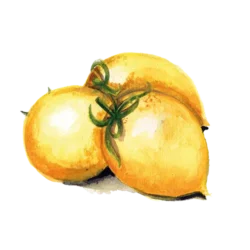 Vintertomat Vesuvio Giallo