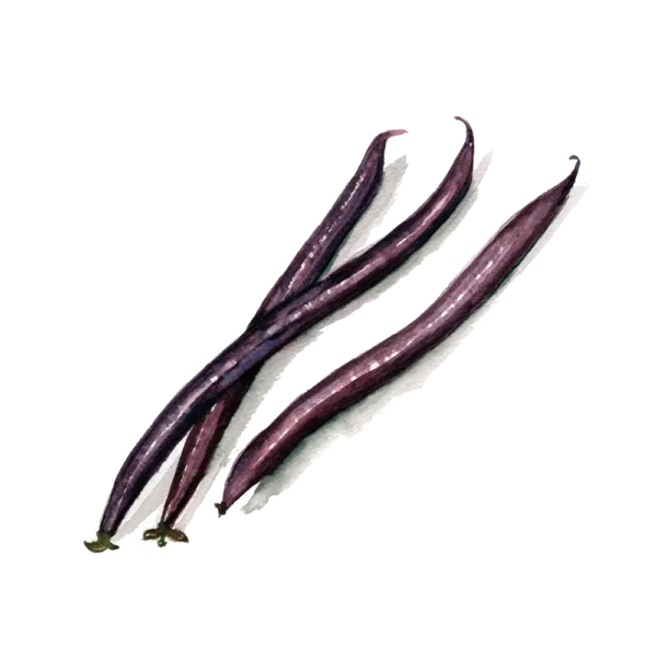 Brytböna Purple Queen