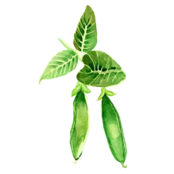 Sockerärt Tidig Låg