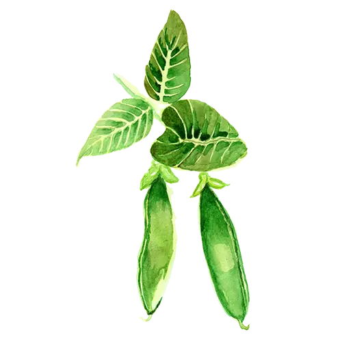 Sockerärt Tidig Låg