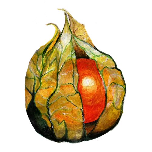 Physalis Gyllenbär