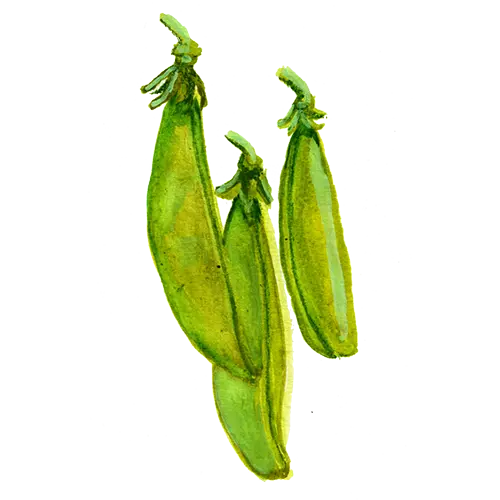 Sockerärt Sugar Ann