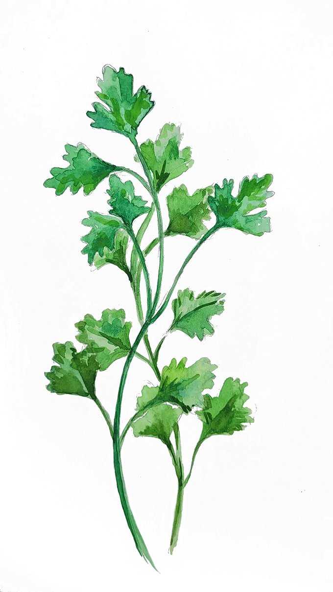 Gigante di Napoli