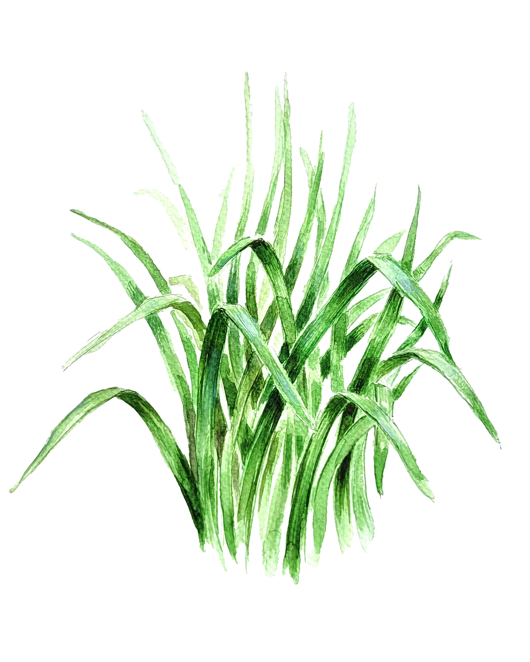 Kinesisk gräslök
